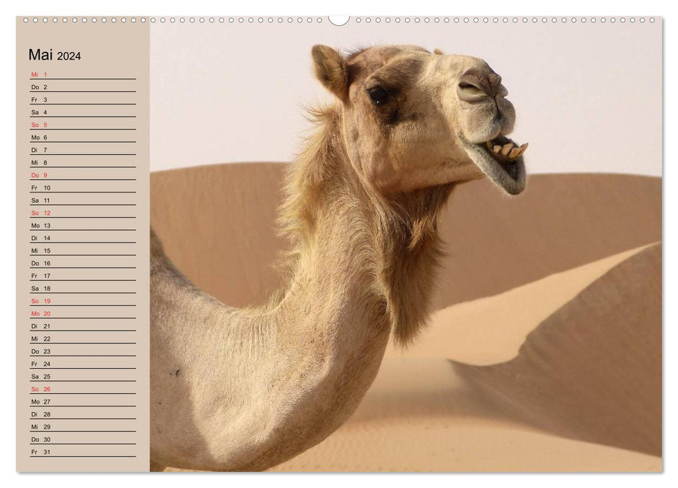 Camels in the desert sun (CALVENDO wall calendar 2024) 