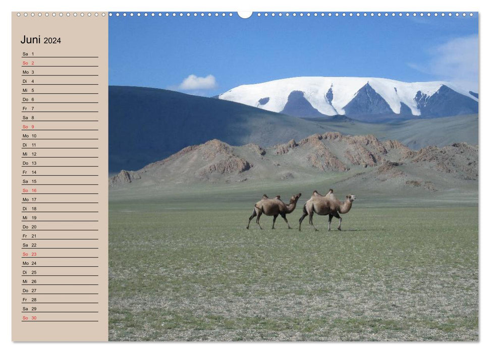 Camels in the desert sun (CALVENDO wall calendar 2024) 