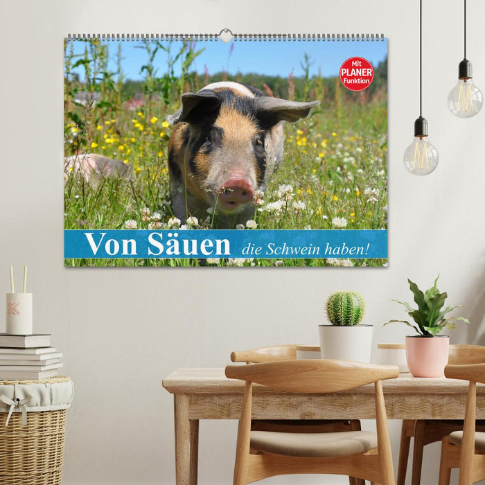 Von Säuen die Schwein haben! (CALVENDO Wandkalender 2024)