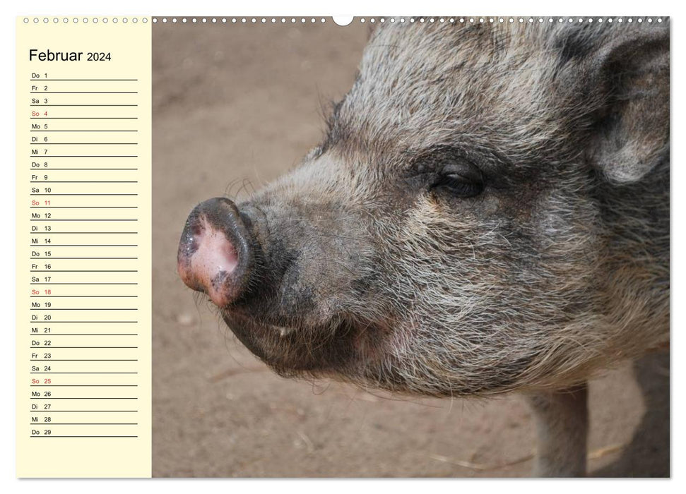 Des cochons qui ont des cochons ! (Calendrier mural CALVENDO 2024) 