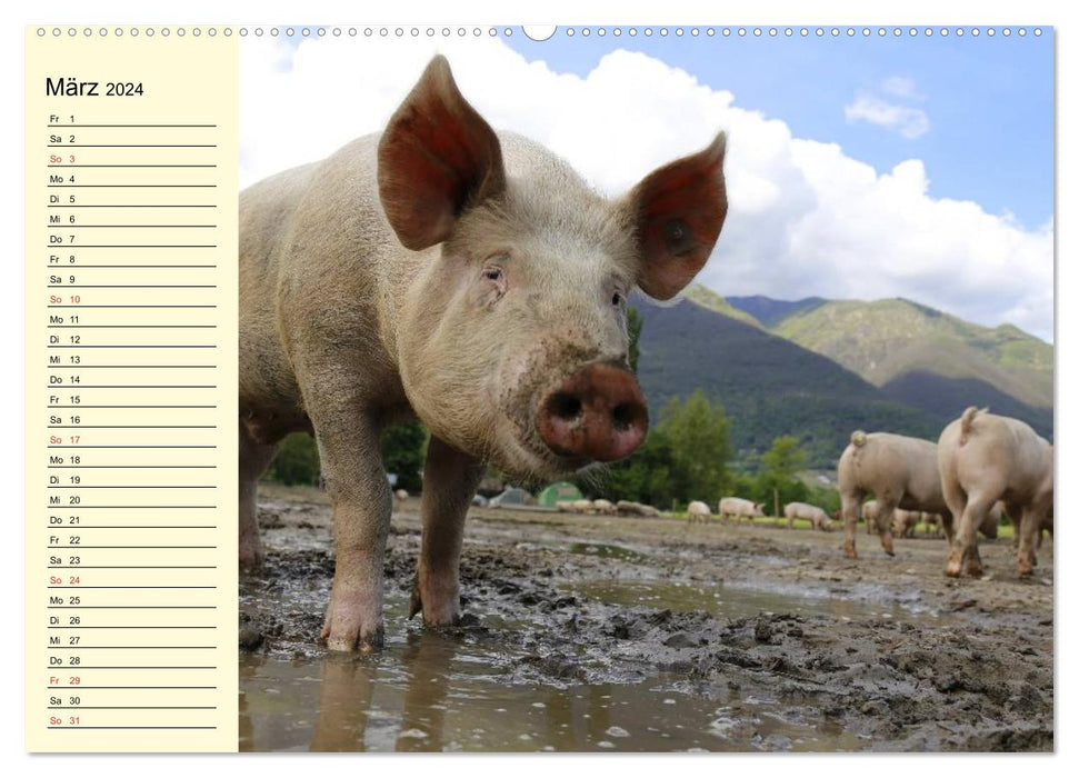 Von Säuen die Schwein haben! (CALVENDO Wandkalender 2024)