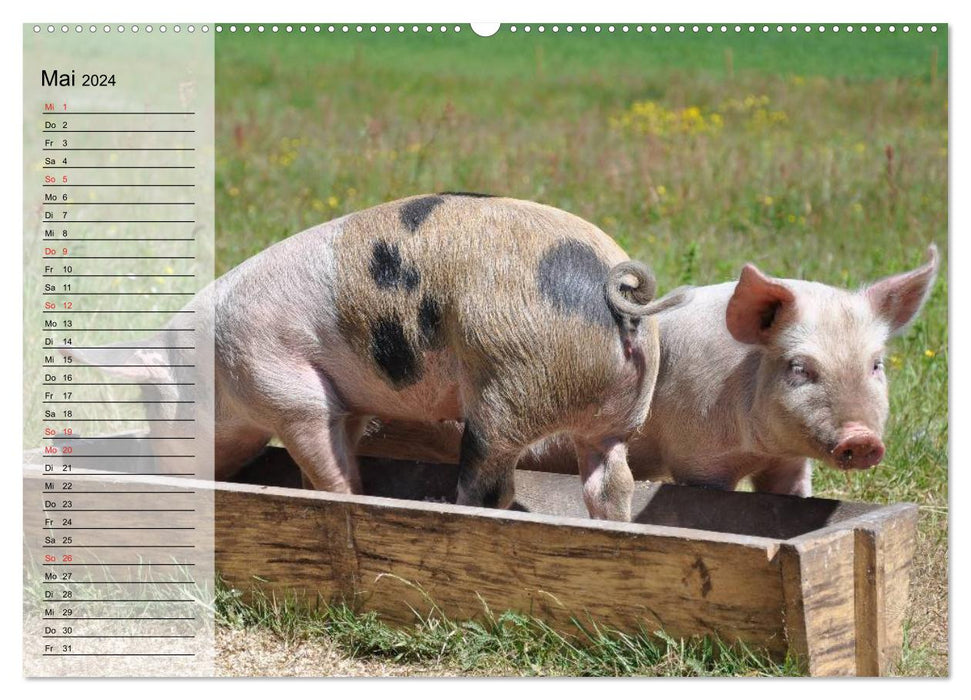Des cochons qui ont des cochons ! (Calendrier mural CALVENDO 2024) 