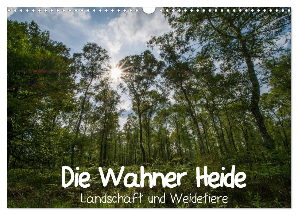 Die Wahner Heide - Landschaft und Weidetiere (CALVENDO Wandkalender 2024)