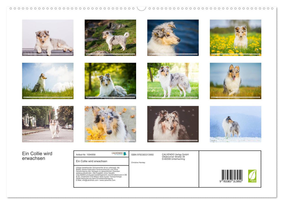 Ein Collie wird erwachsen (CALVENDO Premium Wandkalender 2024)