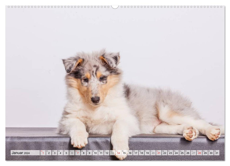 A collie grows up (CALVENDO Premium Wall Calendar 2024) 