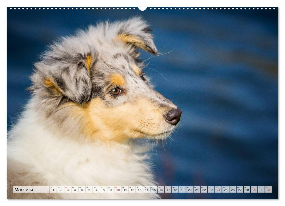 A collie grows up (CALVENDO Premium Wall Calendar 2024) 