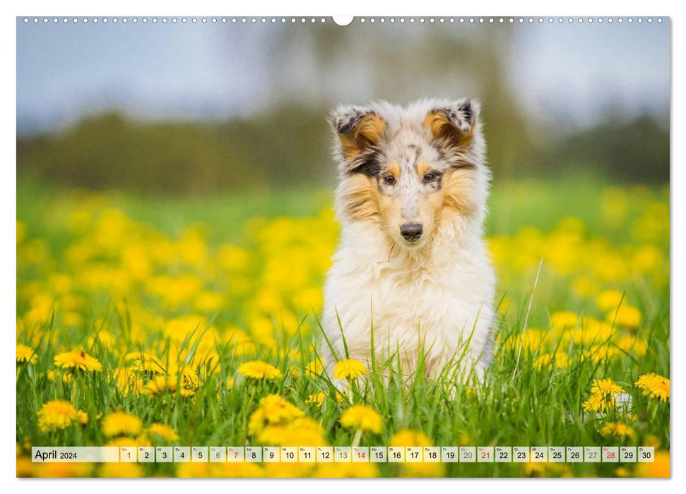 A collie grows up (CALVENDO Premium Wall Calendar 2024) 