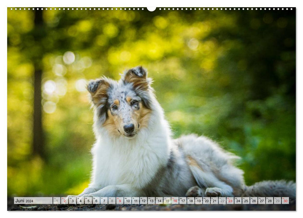 A collie grows up (CALVENDO Premium Wall Calendar 2024) 