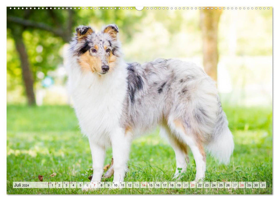 A collie grows up (CALVENDO Premium Wall Calendar 2024) 