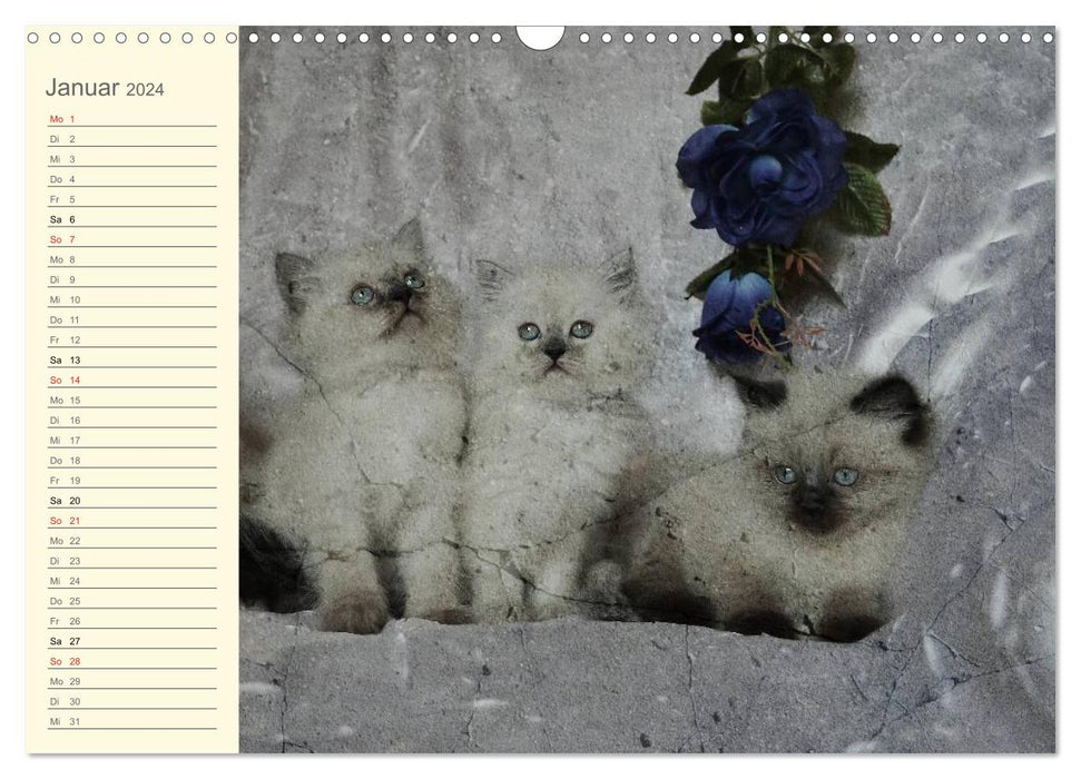 Grandma's cat calendar 2024 (CALVENDO wall calendar 2024) 