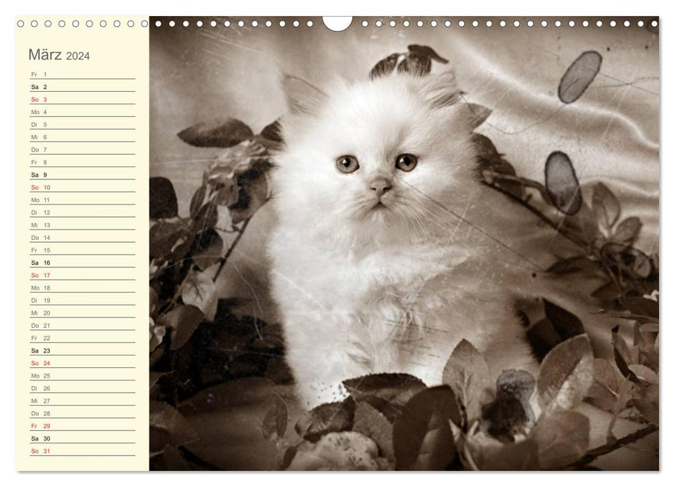 Grandma's cat calendar 2024 (CALVENDO wall calendar 2024) 