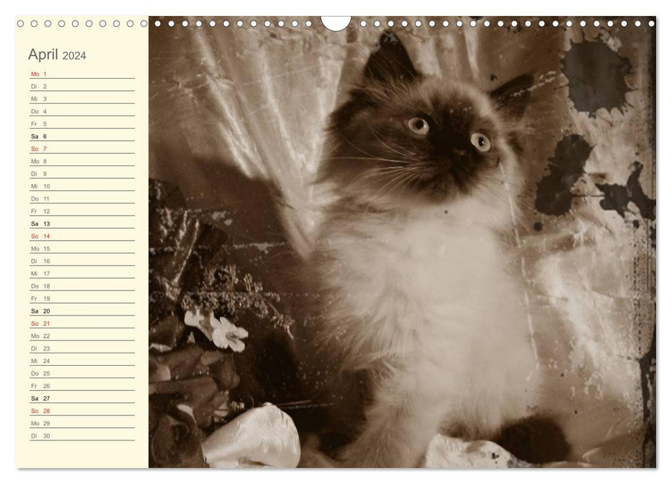 Grandma's cat calendar 2024 (CALVENDO wall calendar 2024) 