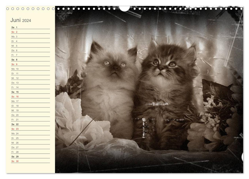 Grandma's cat calendar 2024 (CALVENDO wall calendar 2024) 