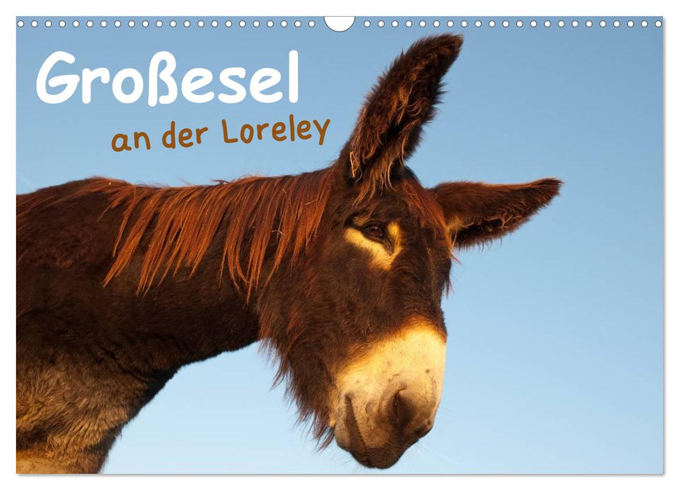 Large donkey at the Loreley (CALVENDO wall calendar 2024) 