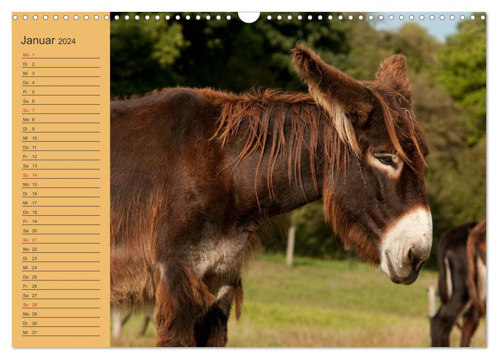 Large donkey at the Loreley (CALVENDO wall calendar 2024) 