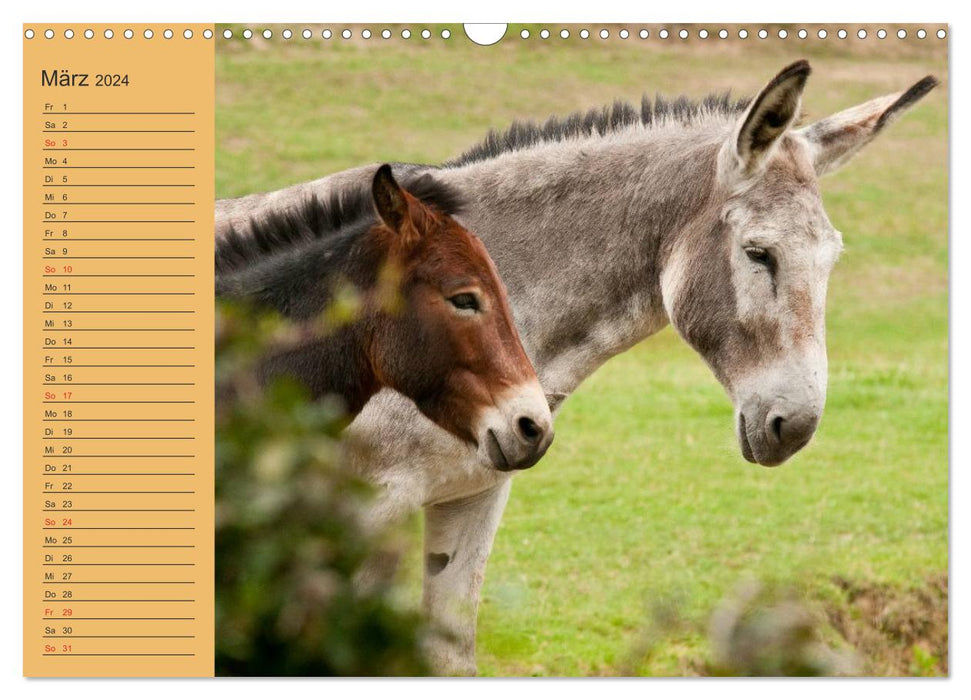 Large donkey at the Loreley (CALVENDO wall calendar 2024) 