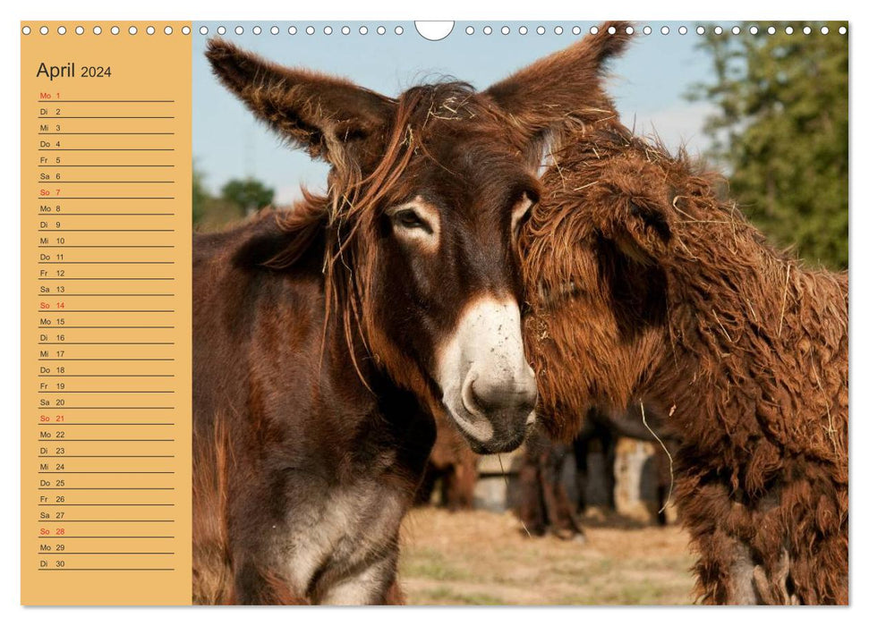 Large donkey at the Loreley (CALVENDO wall calendar 2024) 