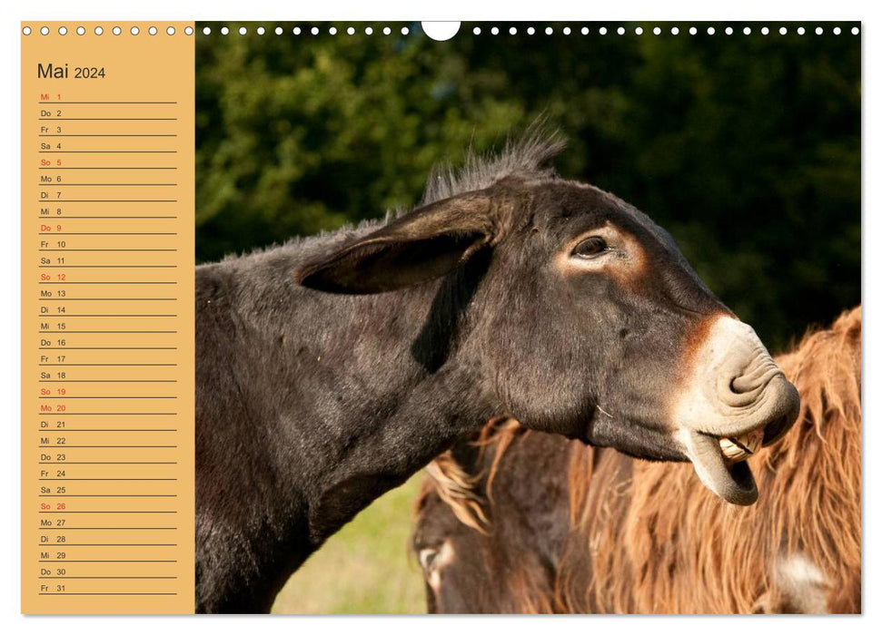 Großesel an der Loreley (CALVENDO Wandkalender 2024)