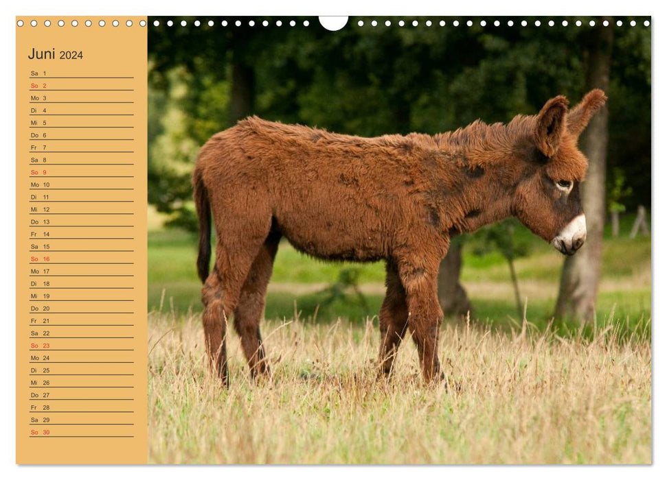 Large donkey at the Loreley (CALVENDO wall calendar 2024) 