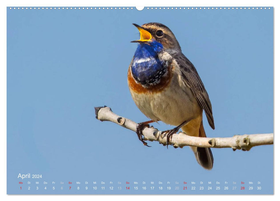 Oiseaux dans le viseur (Calendrier mural CALVENDO 2024) 