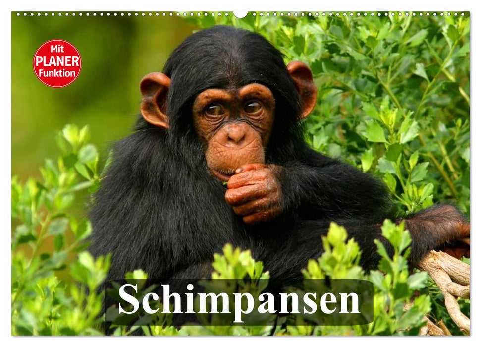 Schimpansen (CALVENDO Wandkalender 2024)