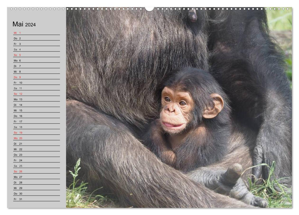 Schimpansen (CALVENDO Wandkalender 2024)