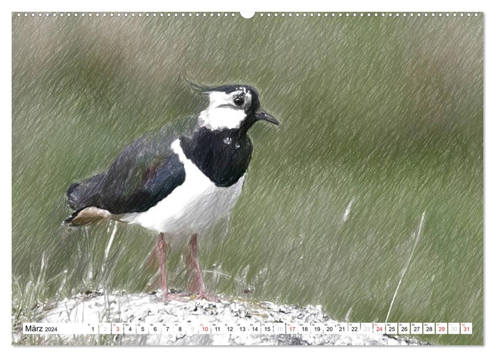 Schottlands Vogelwelt - Ein Porträt in Zeichnungen (CALVENDO Premium Wandkalender 2024)