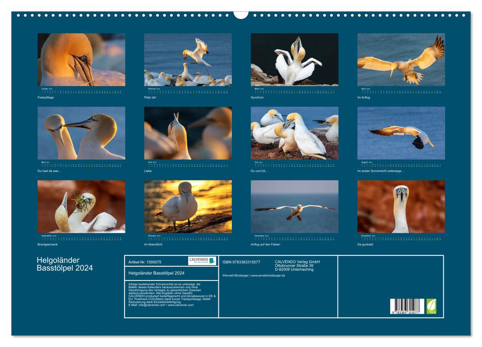 Heligoland Gannet 2024 (CALVENDO wall calendar 2024) 