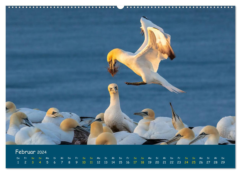 Heligoland Gannet 2024 (Calendrier mural CALVENDO 2024) 