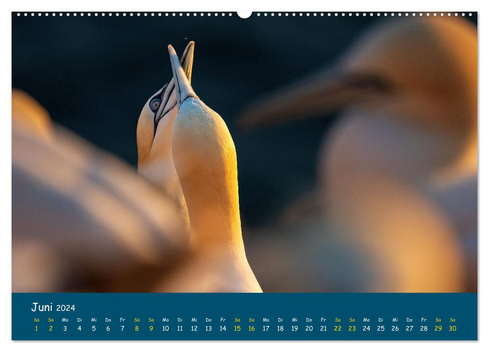 Heligoland Gannet 2024 (CALVENDO wall calendar 2024) 