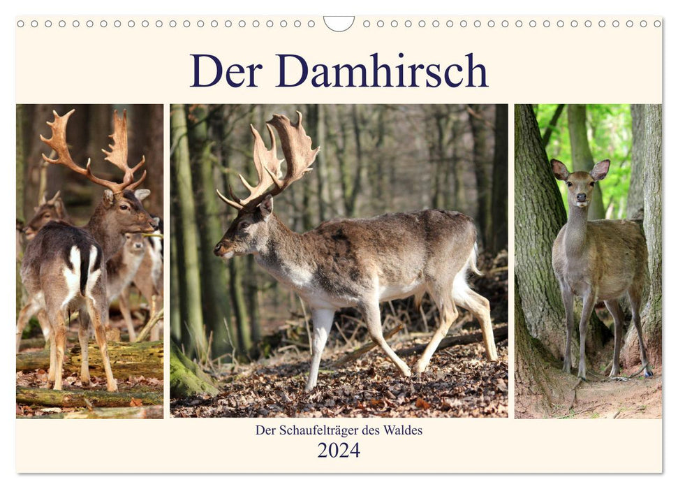 Der Damhirsch - Der Schaufelträger des Waldes (CALVENDO Wandkalender 2024)