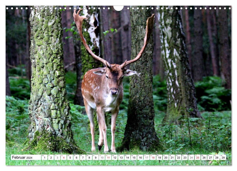 Der Damhirsch - Der Schaufelträger des Waldes (CALVENDO Wandkalender 2024)
