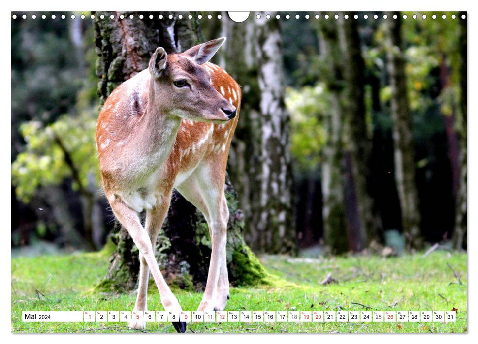 Le Daim - Le Pelleteur de la Forêt (Calendrier mural CALVENDO 2024) 