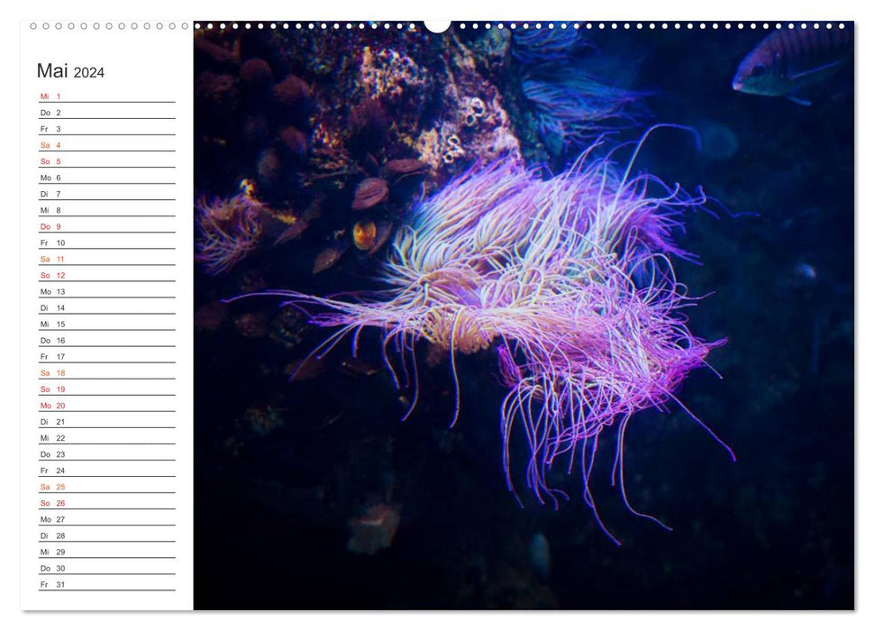 Die Farben der Ozeanwelt (CALVENDO Premium Wandkalender 2024)