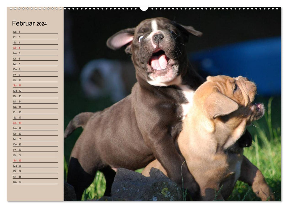 Bulldoggen-Kinder (CALVENDO Premium Wandkalender 2024)