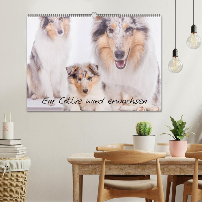 A collie grows up (CALVENDO wall calendar 2024) 