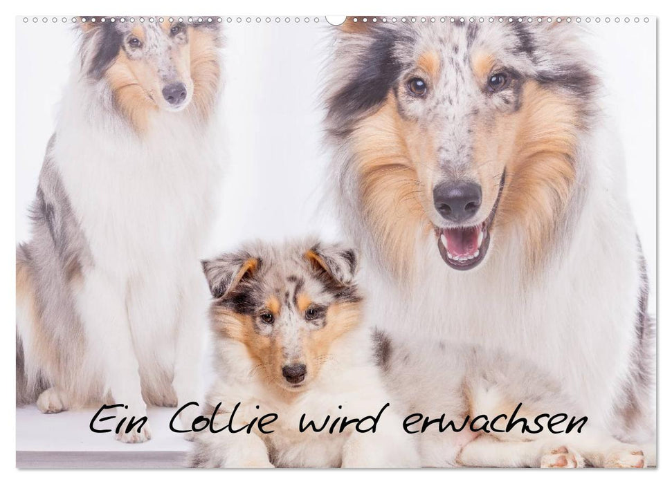 A collie grows up (CALVENDO wall calendar 2024) 