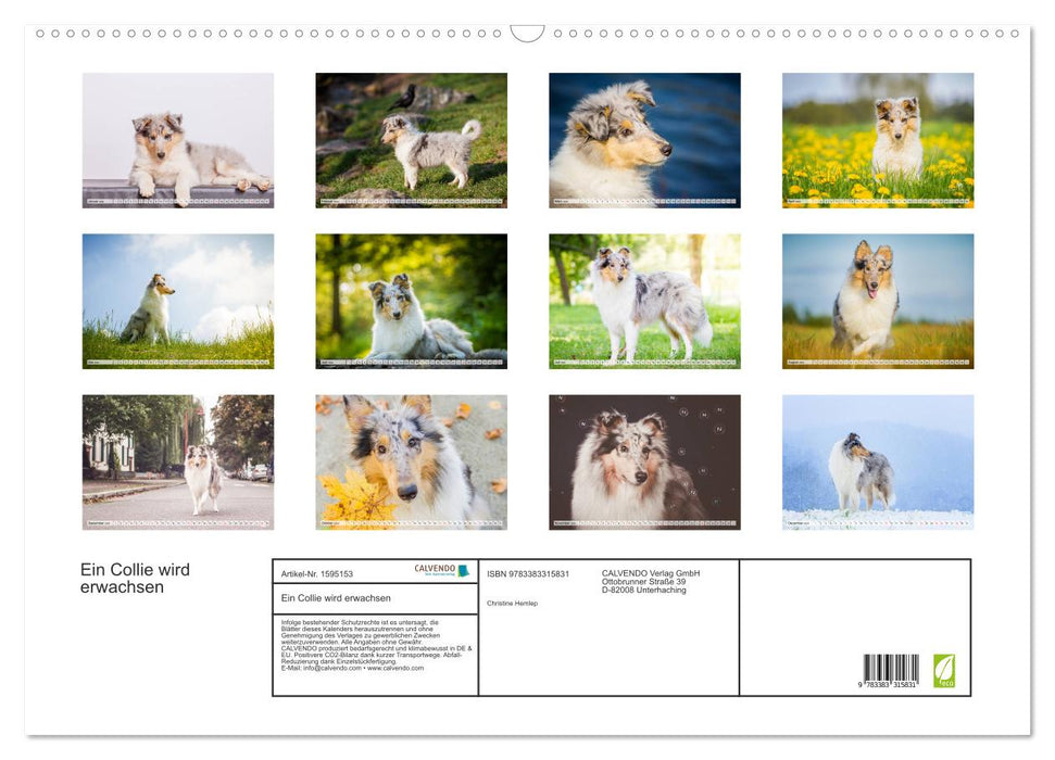 A collie grows up (CALVENDO wall calendar 2024) 