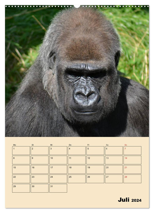 Gorillas (CALVENDO Premium Wandkalender 2024)