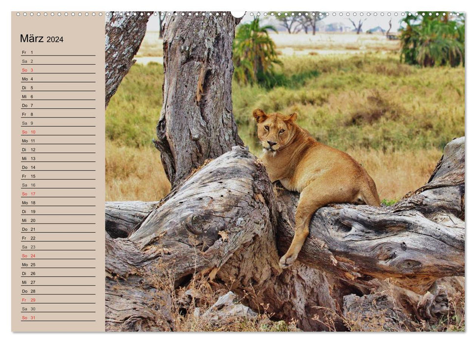 Africa's wild beauties (CALVENDO Premium Wall Calendar 2024) 