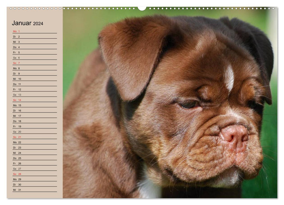 Faszination Bulldogge (CALVENDO Premium Wandkalender 2024)