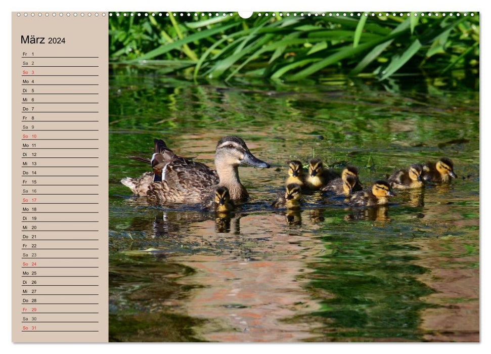 Oies et canards. Bavarder, se dandiner, cancaner ! (Calendrier mural CALVENDO Premium 2024) 