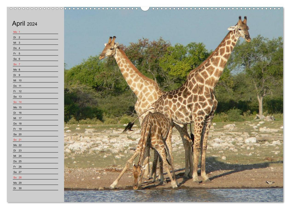 Girafes. Si proche du paradis (Calendrier mural CALVENDO Premium 2024) 