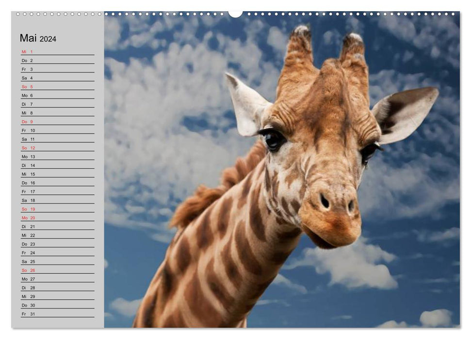 Giraffen. Dem Himmel so nah (CALVENDO Premium Wandkalender 2024)