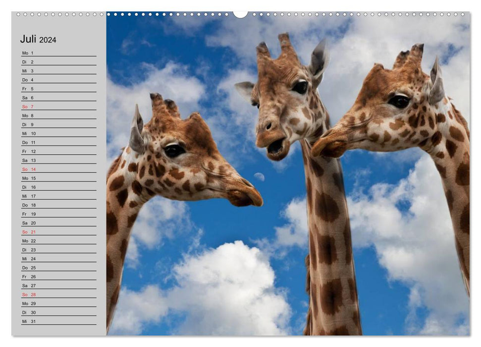 Girafes. Si proche du paradis (Calendrier mural CALVENDO Premium 2024) 