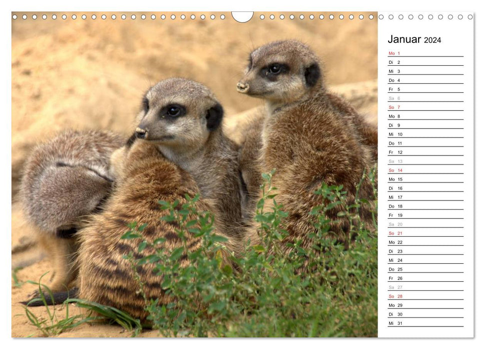 Erdmännchen - Die Kobolde im Tierreich (CALVENDO Wandkalender 2024)