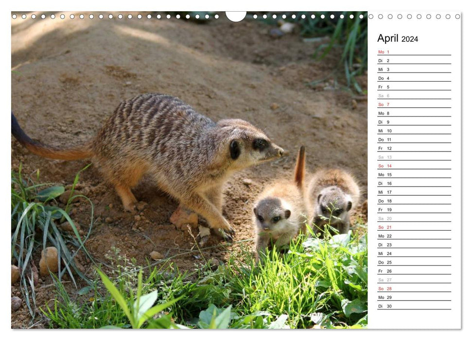 Erdmännchen - Die Kobolde im Tierreich (CALVENDO Wandkalender 2024)