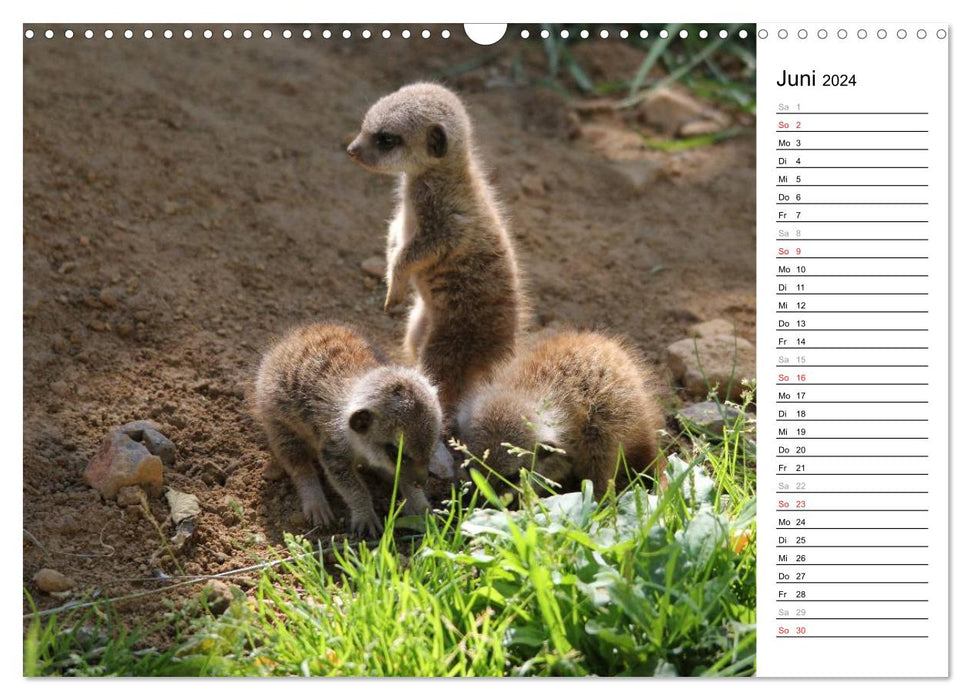 Suricates - Les lutins dans le règne animal (Calendrier mural CALVENDO 2024) 