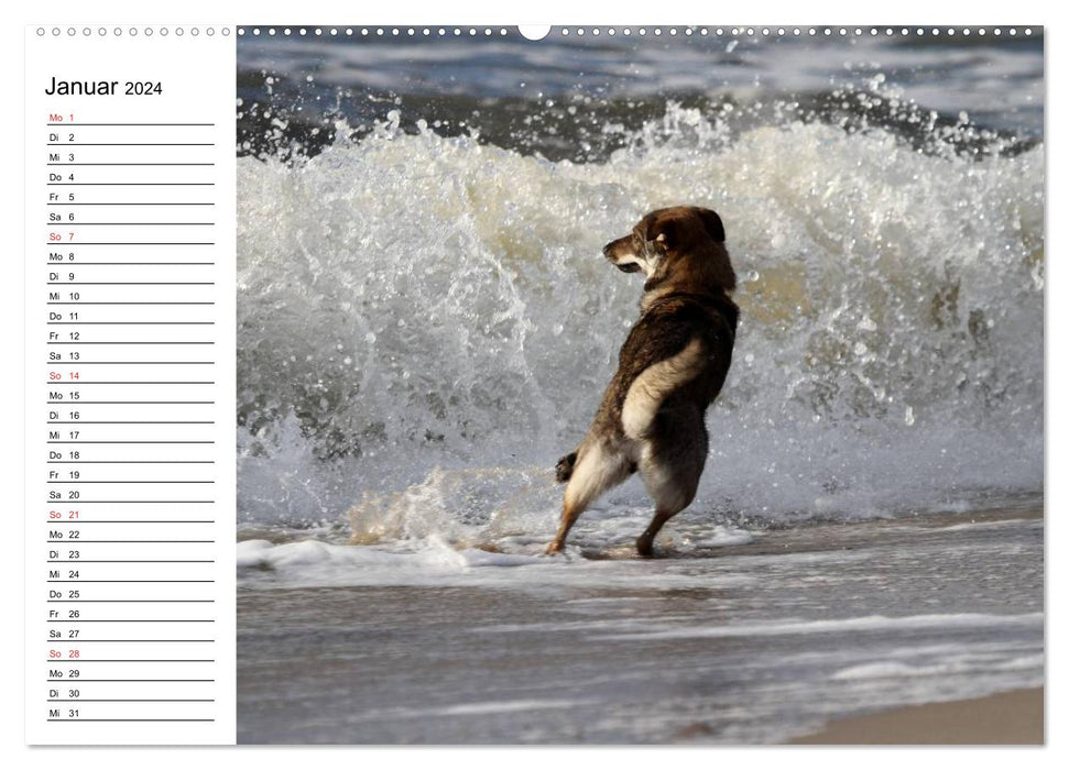 HUNDE AM STRAND (CALVENDO Wandkalender 2024)