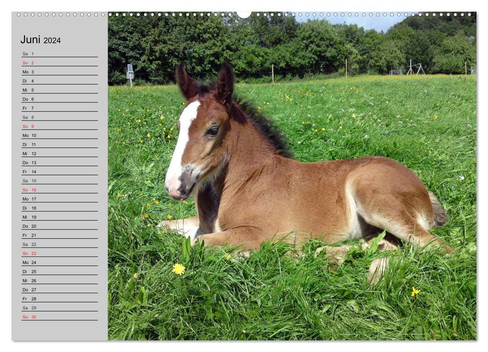 Das Shire Horse. Impressionen (CALVENDO Premium Wandkalender 2024)